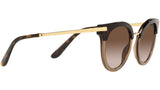DG 4394 325613 tortoise